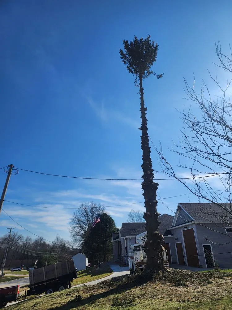 Professional lawn care service for outdoor upgrades across Wooster, OH - All about trees