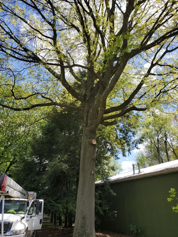 Local garden landscaping near you across Wooster, OH - All about trees