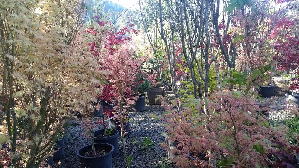 Affordable lawn care service experts serving Grants Pass, OR - All American City Landscaping