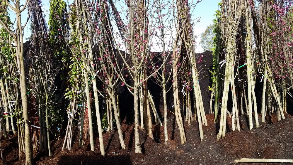 Top-rated landscaping services near you in Grants Pass, OR by All American City Landscaping