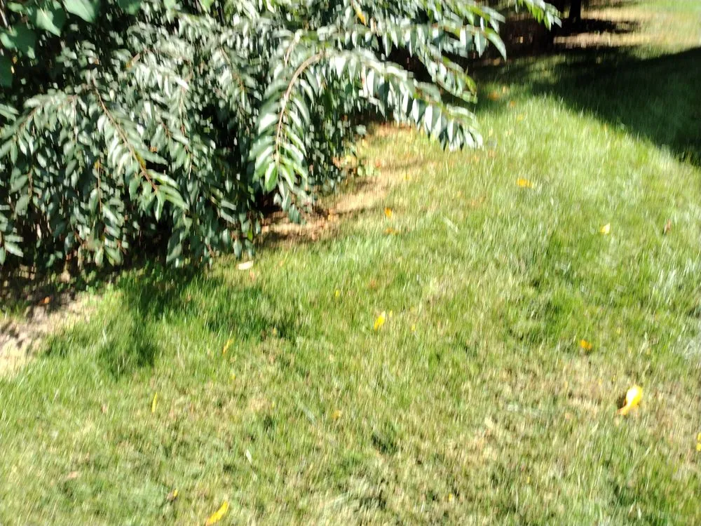 Expert lawn care service experts serving Johnson City, TN - All American Handyman