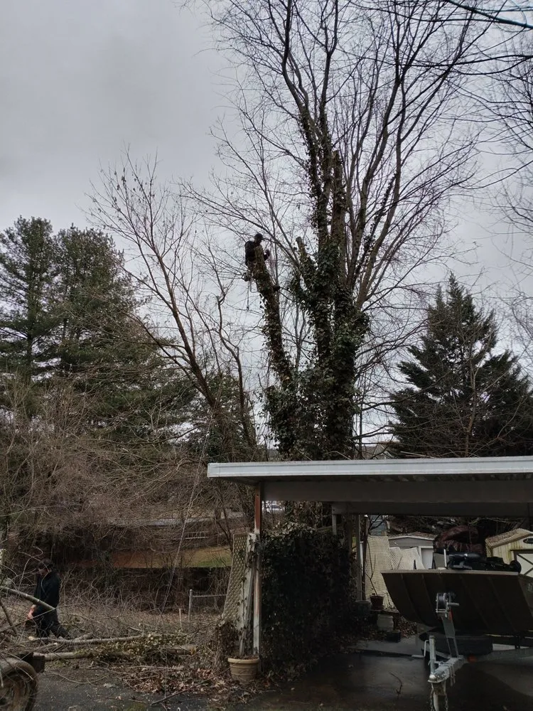 Local lawn care service for year-round maintenance in Johnson City, TN by All American Handyman