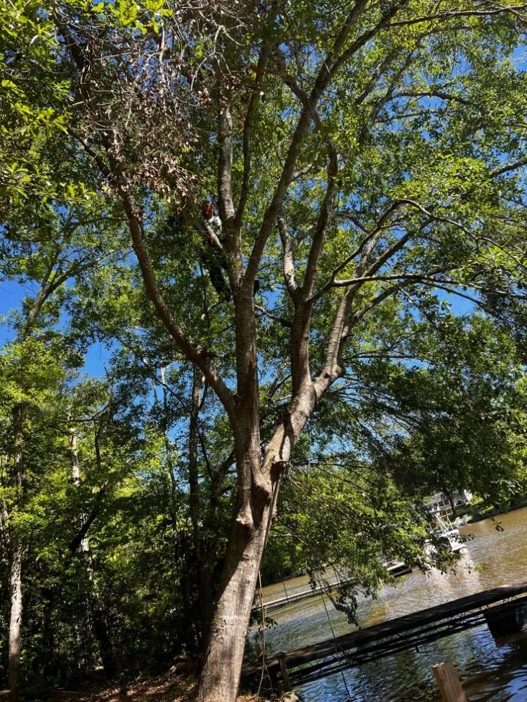 Top-rated lawn mowing service near you across Belton, SC - All American Landscape & Pressure Washing