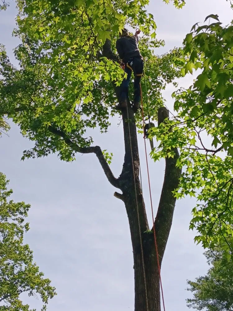 Top-rated garden landscaping for residential properties across Belton, SC - All American Landscape & Pressure Washing