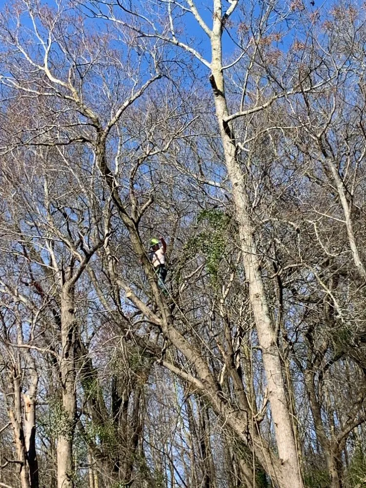 Affordable residential landscaping experts serving Belton, SC - All American Landscape & Pressure Washing