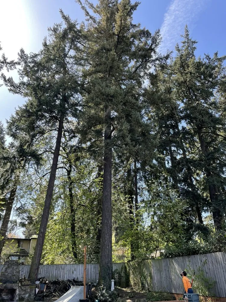 Affordable landscape installation for year-round maintenance in Vancouver, WA by All American Landscape and Tree Services