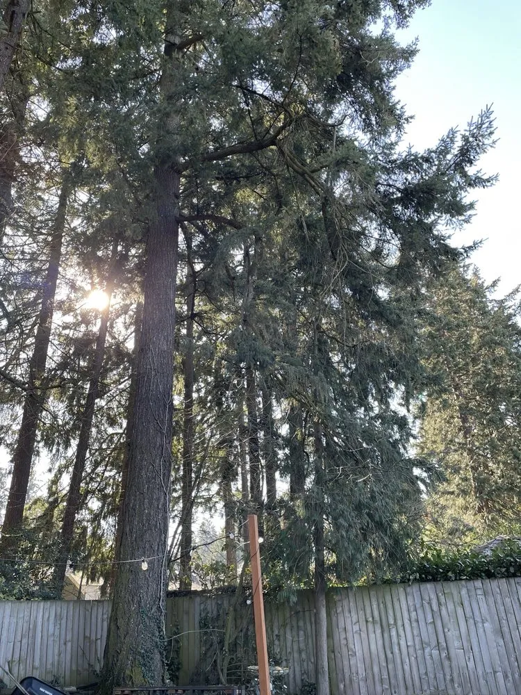 Trusted landscape installation for year-round maintenance across Vancouver, WA - All American Landscape and Tree Services