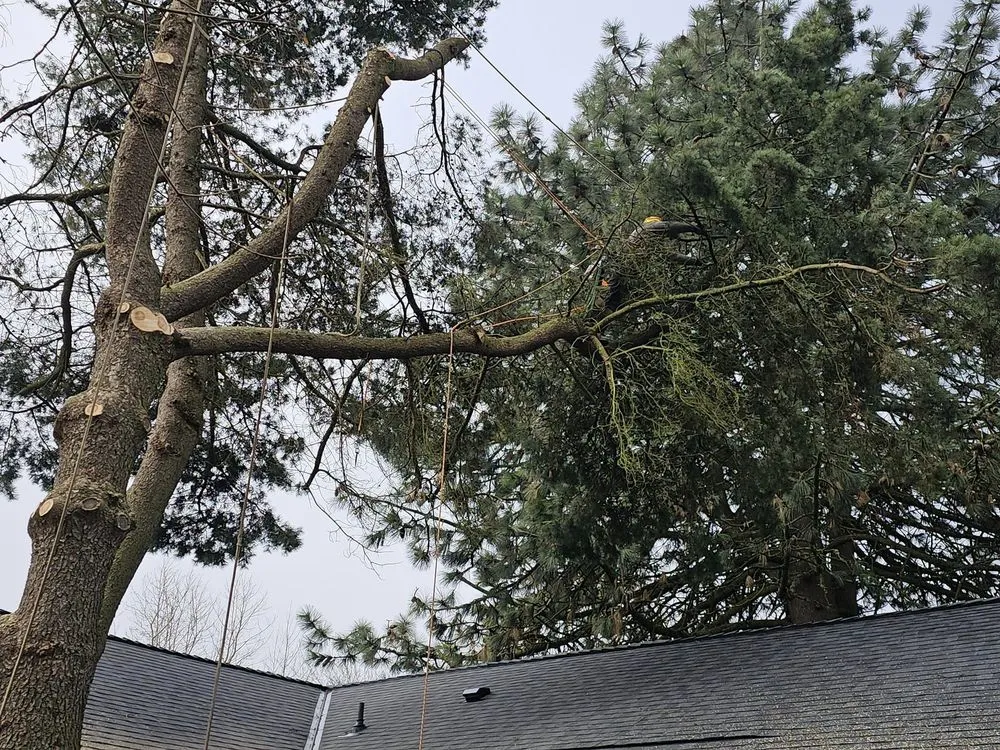 Top-rated yard maintenance for year-round maintenance in Vancouver, WA by All American Landscape and Tree Services