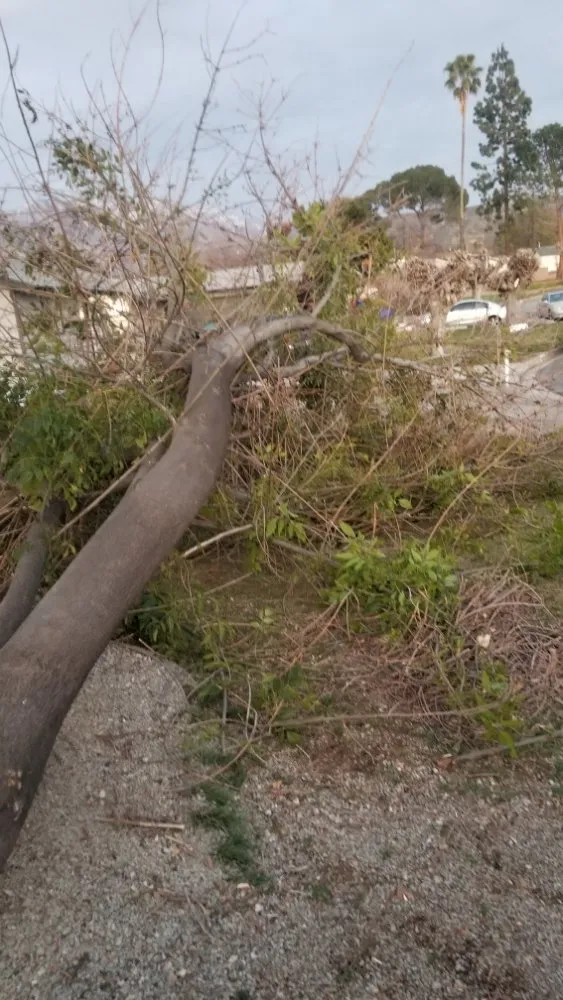 Custom yard maintenance experts serving Yucaipa, CA - All-American Landscaping