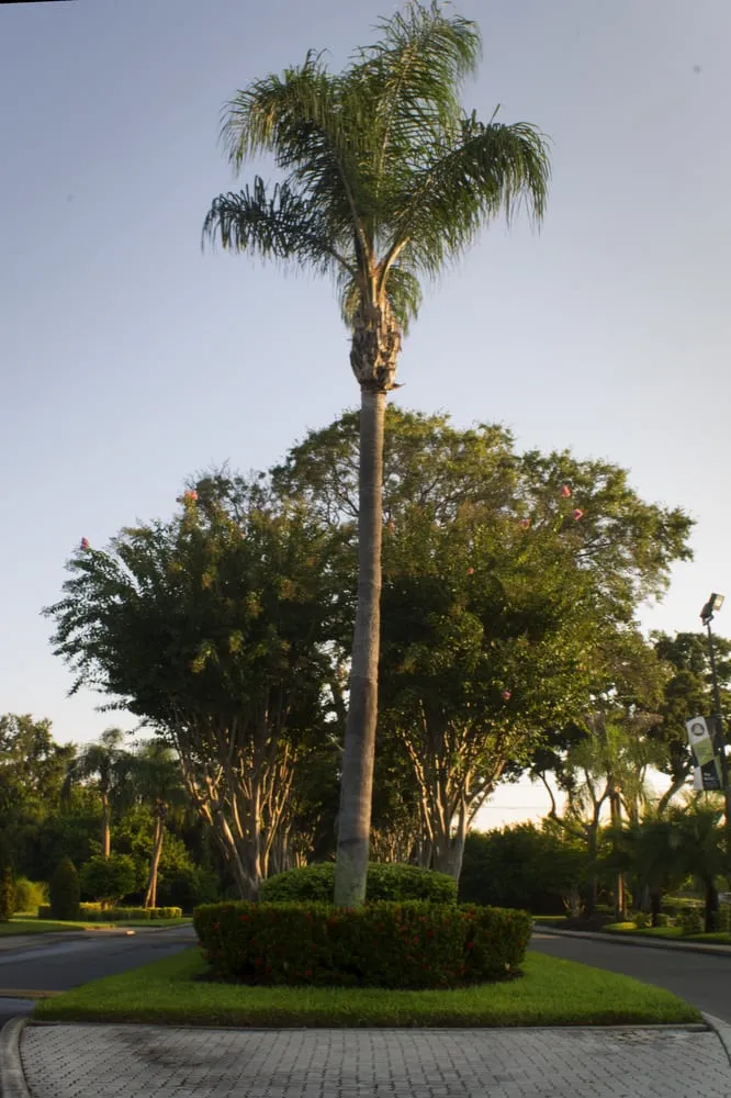 Trusted landscape installation for homes across Plant City, FL - All American Lawn & Tree Specialist