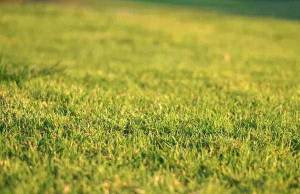 All American Lawn Care & Landscaping Logo