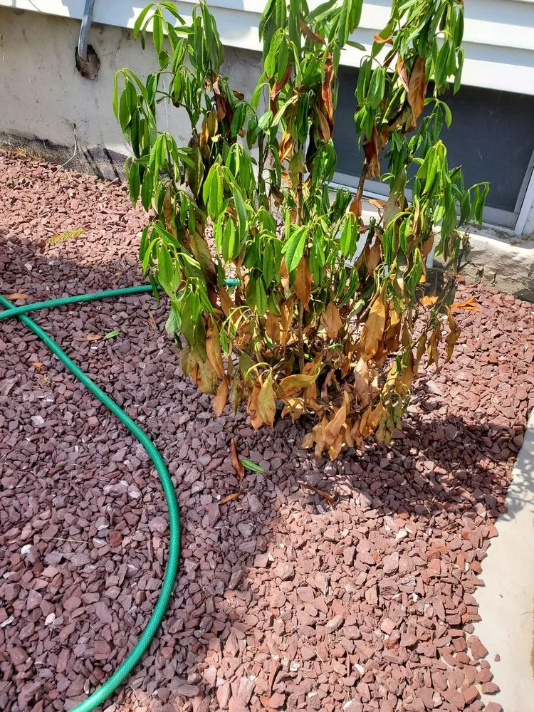 Professional lawn care service for beautiful yards across Manalapan, NJ - All American Lawn, Landscape & Tree Service