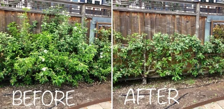 Local lawn care service in Houston, TX - All-American Lawn Service- Houston