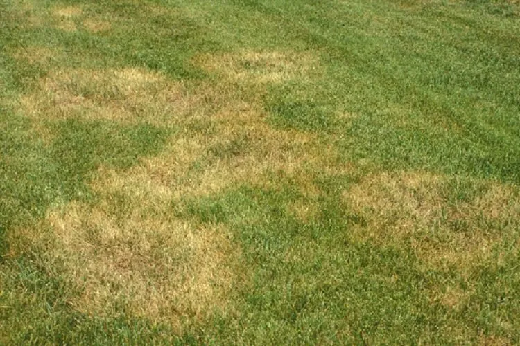 Affordable yard maintenance experts serving Dunnellon, FL - All American Management