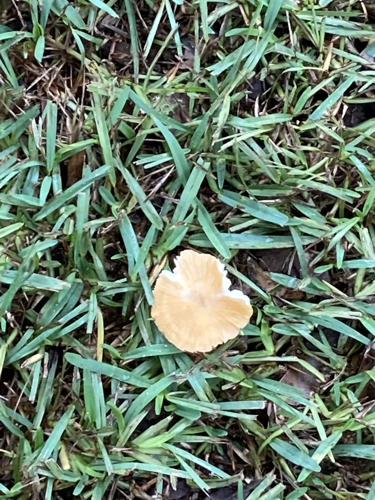 Affordable landscape design near you in Dunnellon, FL by All American Management