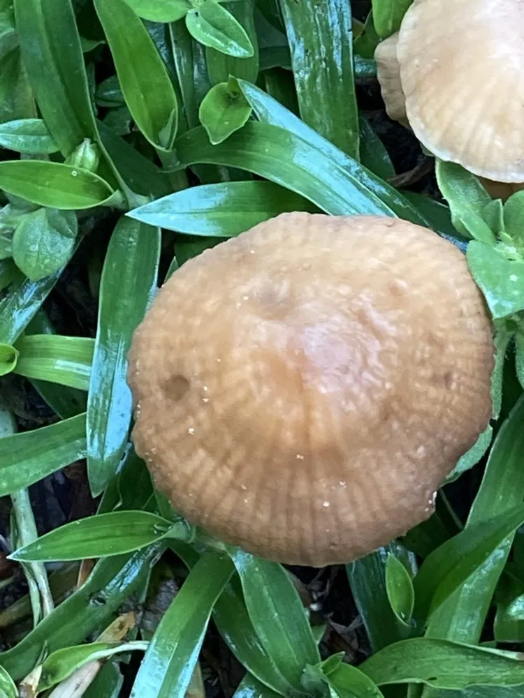 Professional landscape design in Dunnellon, FL by All American Management