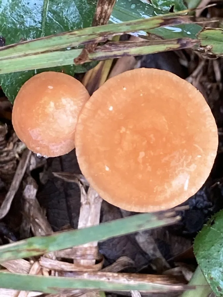 Custom yard cleanup service for residential properties in Dunnellon, FL by All American Management