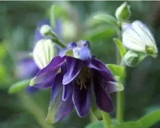 Expert landscaping services in Aurora, CO - All American Sprinkler & Landscape