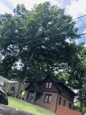 All American Tree & Landscaping