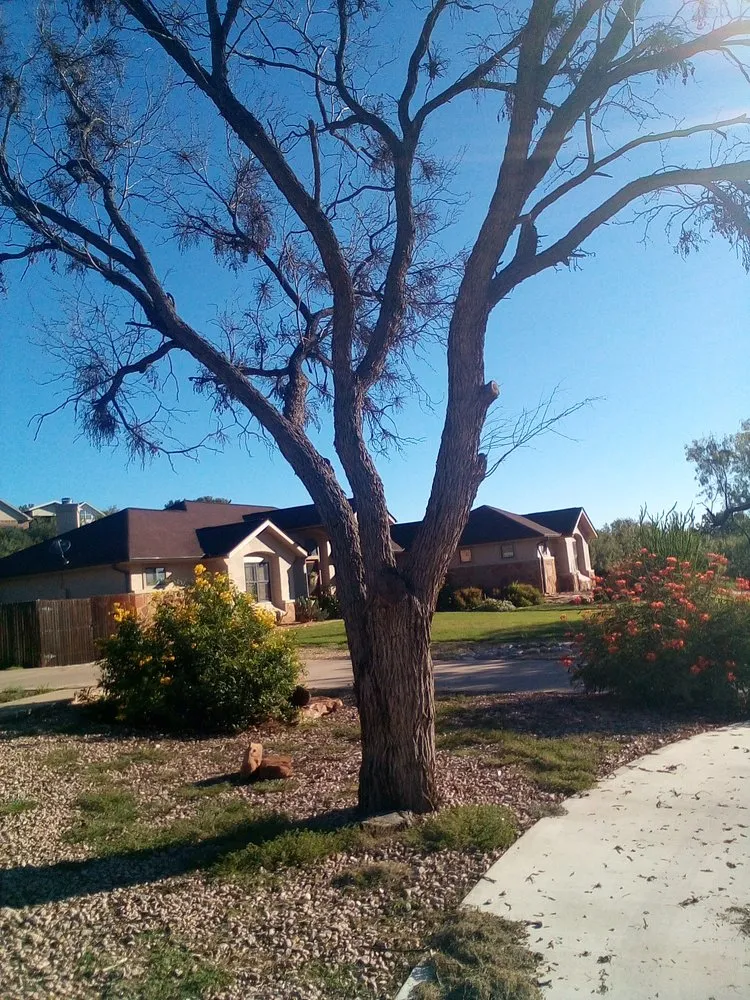 Custom lawn care service experts serving Gatesville, TX - All American Tree and Landscaping