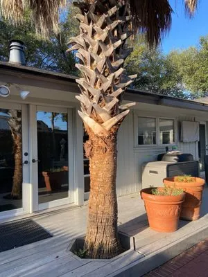 All American Tree and Landscaping Logo