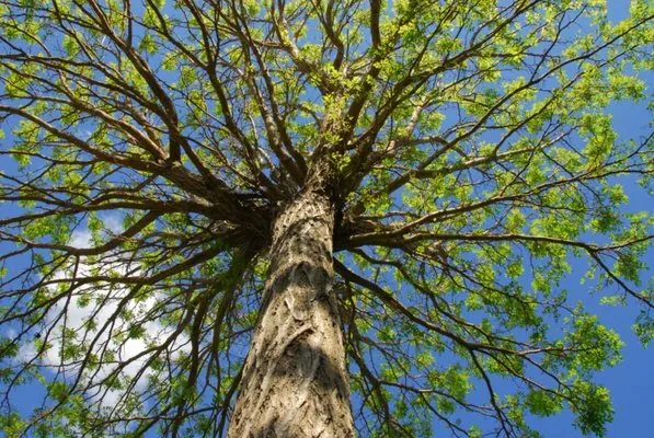 All American Tree And Landscaping Leesburg Logo