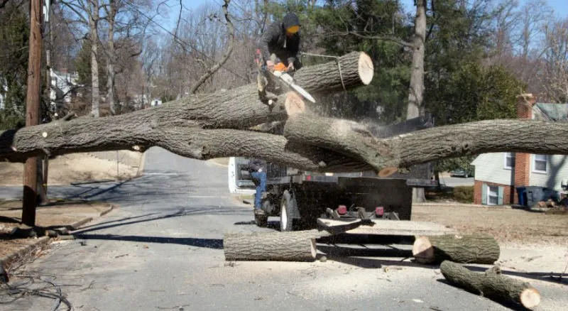 Custom yard cleanup service experts serving Stafford, VA - All American Tree And Landscaping
