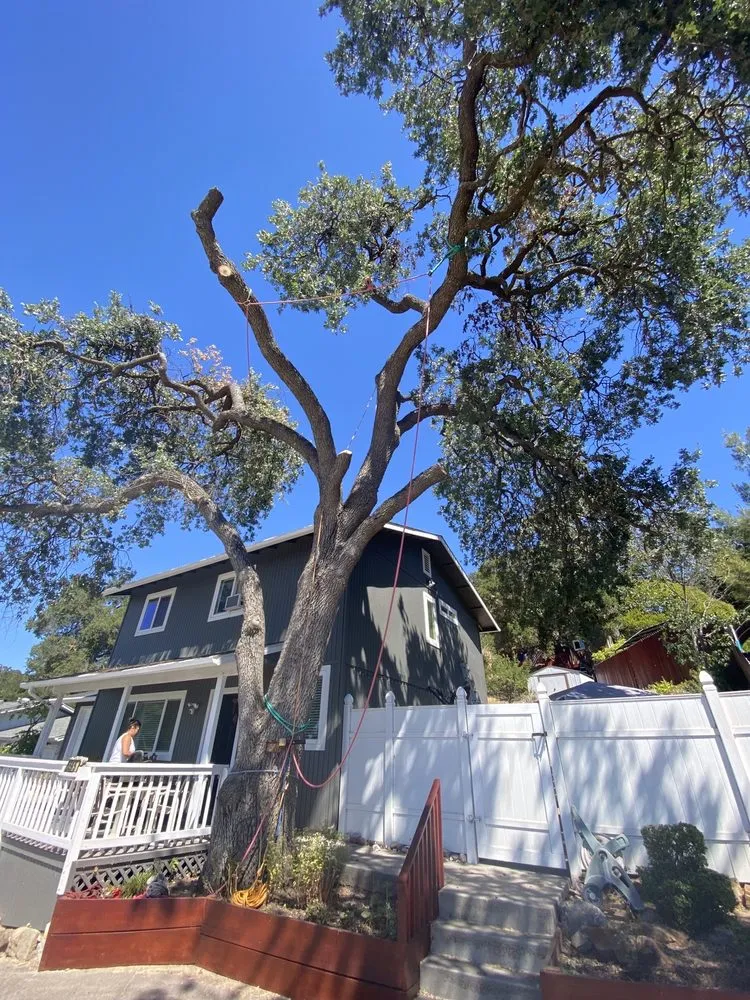 Professional yard cleanup service in Atascadero, CA by All American Tree Care