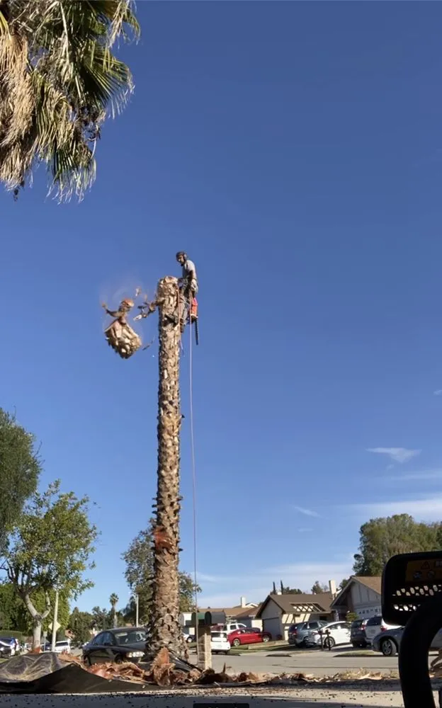 Professional landscaping services for residential properties in Flowery branch, GA by ALL AMERICAN TREE SERVICE