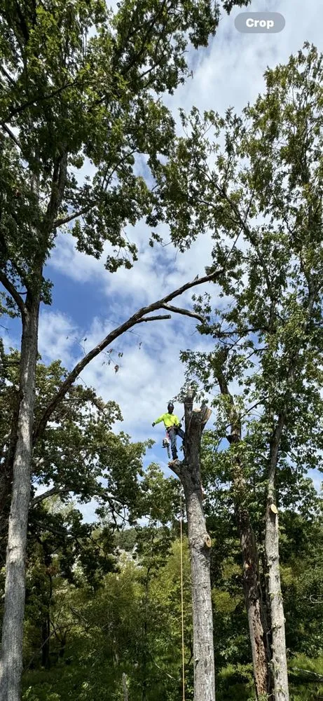 Trusted lawn care service in Flowery branch, GA by ALL AMERICAN TREE SERVICE