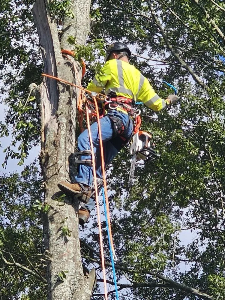Custom lawn care service for year-round maintenance across Flowery branch, GA - ALL AMERICAN TREE SERVICE