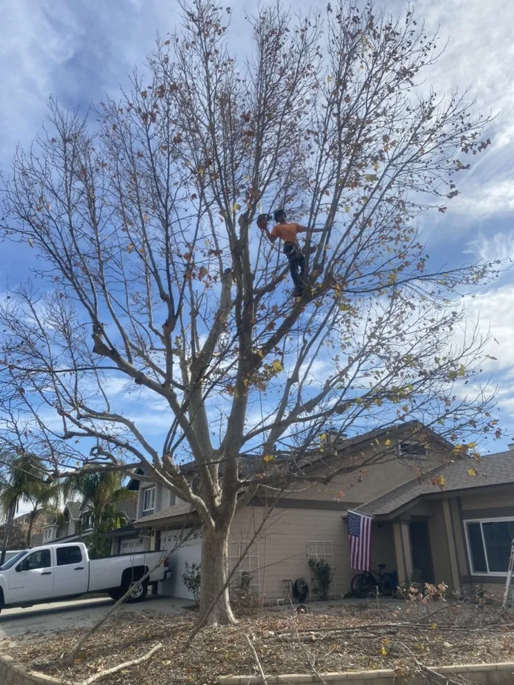 Top-rated landscape design for beautiful yards across Flowery branch, GA - ALL AMERICAN TREE SERVICE