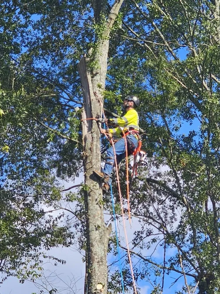 Reliable landscape installation experts serving Flowery branch, GA - ALL AMERICAN TREE SERVICE