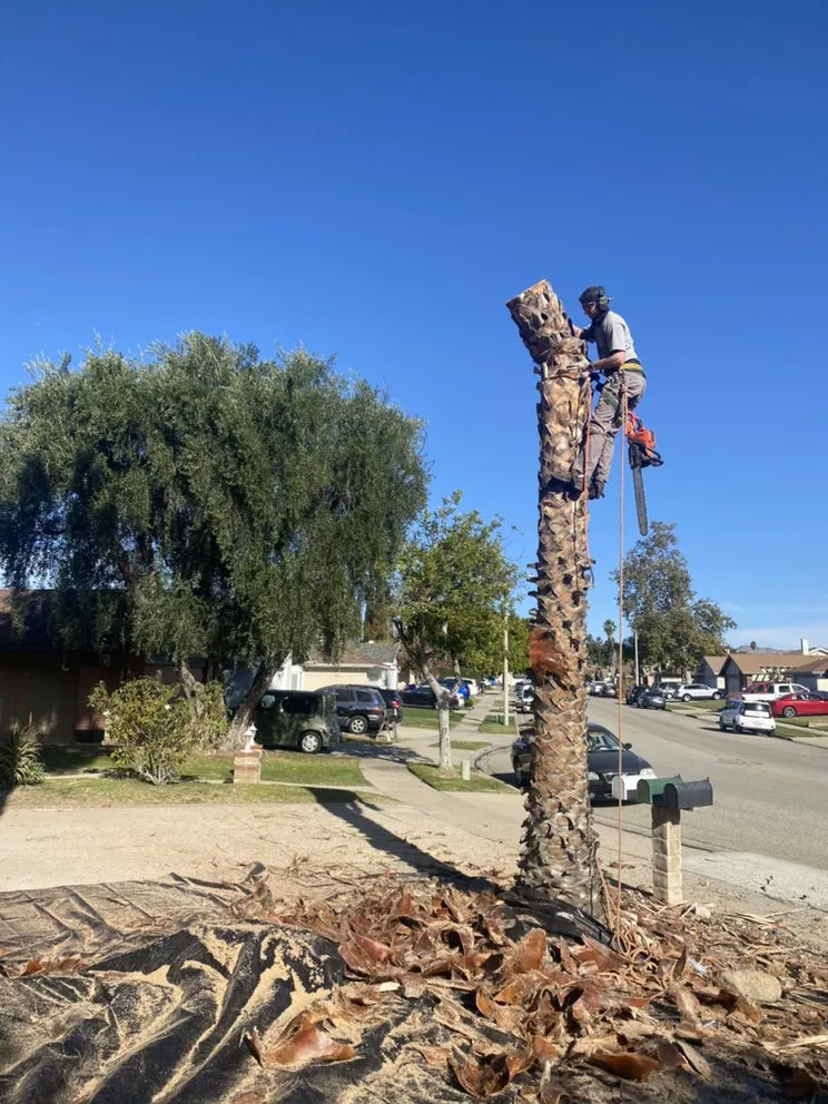 Affordable residential landscaping for year-round maintenance across Flowery branch, GA - ALL AMERICAN TREE SERVICE