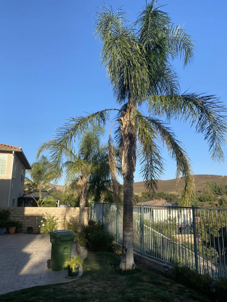 Top-rated outdoor landscaping in Flowery branch, GA - ALL AMERICAN TREE SERVICE