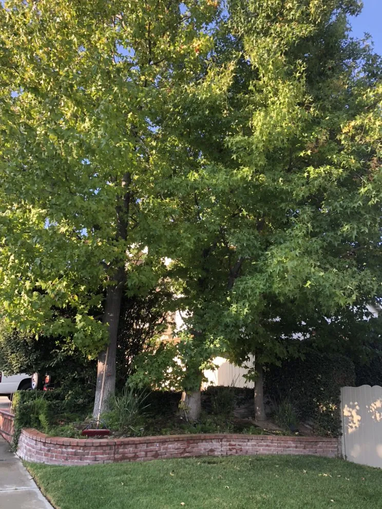 Affordable landscape design for year-round maintenance across Flowery branch, GA - ALL AMERICAN TREE SERVICE