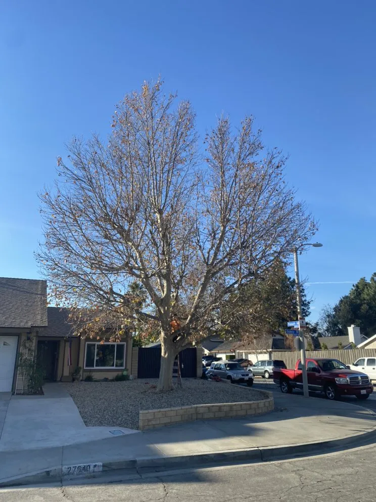 Top-rated landscape installation in Flowery branch, GA by ALL AMERICAN TREE SERVICE