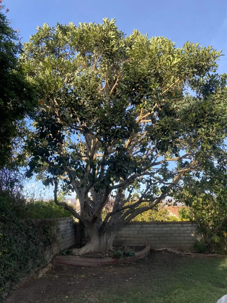 Affordable yard cleanup service in Flowery branch, GA - ALL AMERICAN TREE SERVICE