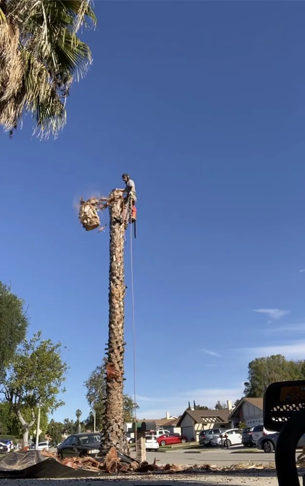 Local landscape design for year-round maintenance in Flowery branch, GA by ALL AMERICAN TREE SERVICE