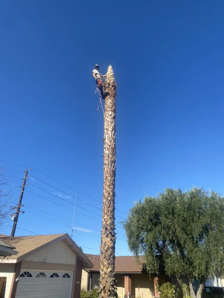 Local garden landscaping for outdoor upgrades in Flowery branch, GA by ALL AMERICAN TREE SERVICE