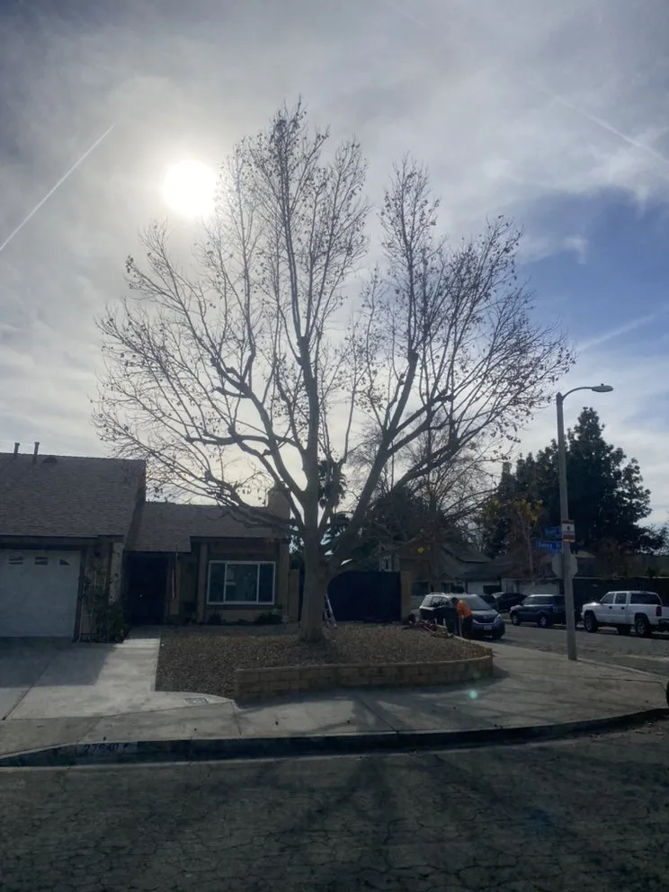 Affordable yard cleanup service for outdoor upgrades across Flowery branch, GA - ALL AMERICAN TREE SERVICE