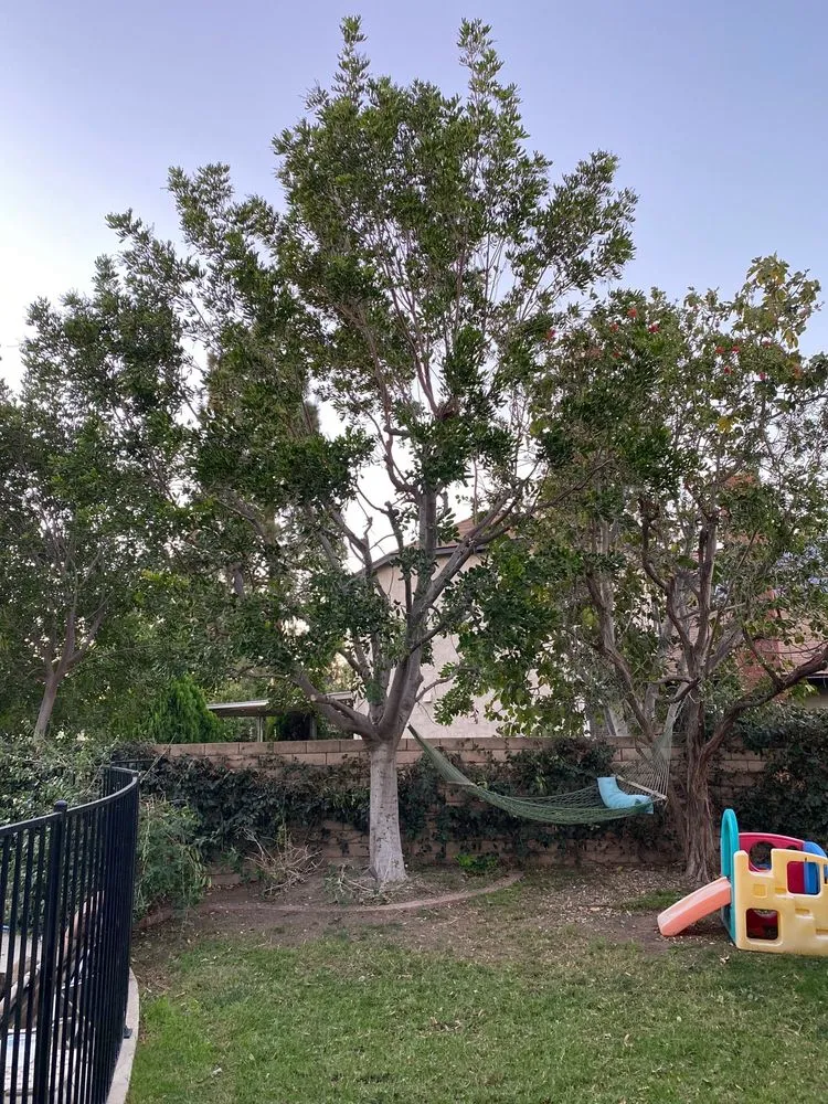 Affordable yard cleanup service in Flowery branch, GA by ALL AMERICAN TREE SERVICE