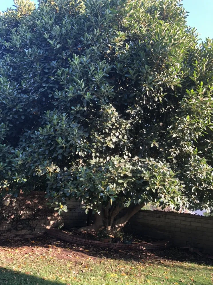 Trusted garden landscaping in Flowery branch, GA - ALL AMERICAN TREE SERVICE