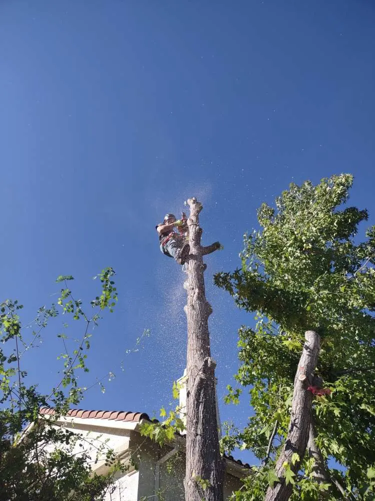 Trusted yard cleanup service in Flowery branch, GA - ALL AMERICAN TREE SERVICE