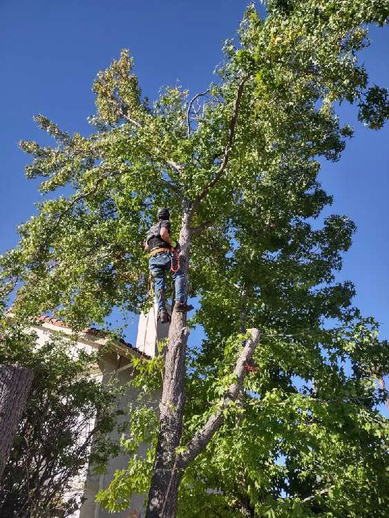 Custom outdoor landscaping in Flowery branch, GA by ALL AMERICAN TREE SERVICE