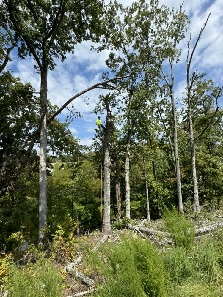 Reliable landscape design experts serving Flowery branch, GA - ALL AMERICAN TREE SERVICE