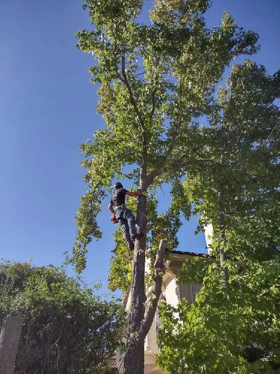 Affordable yard cleanup service for outdoor upgrades across Flowery branch, GA - ALL AMERICAN TREE SERVICE