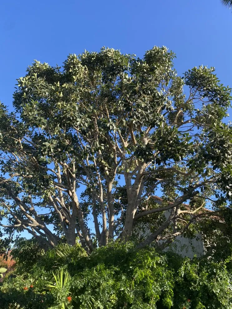 Top-rated landscaping services in Flowery branch, GA by ALL AMERICAN TREE SERVICE