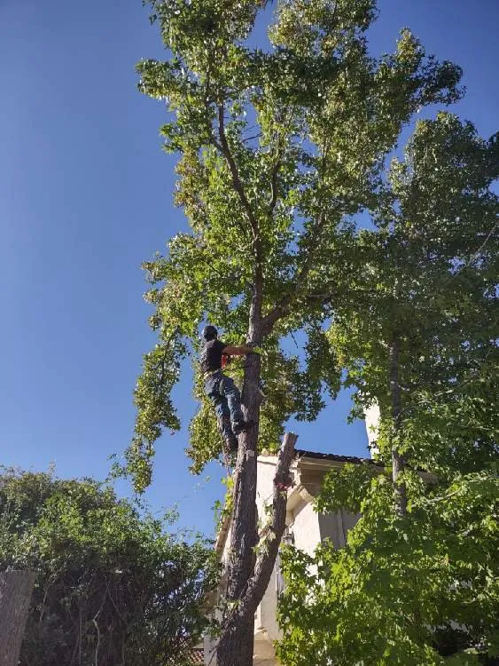 Expert landscape installation in Flowery branch, GA by ALL AMERICAN TREE SERVICE