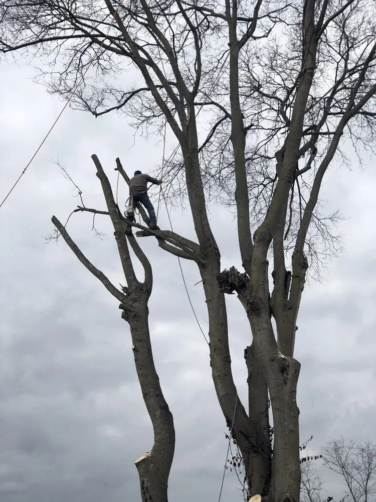 Professional yard maintenance for year-round maintenance in Murfreesboro, TN by All American Tree Service